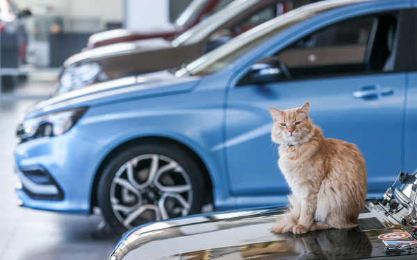 Автомобильный рынок 2025: прогнозы продаж новых авто, скидки, мнение экспертов :: Autonews5